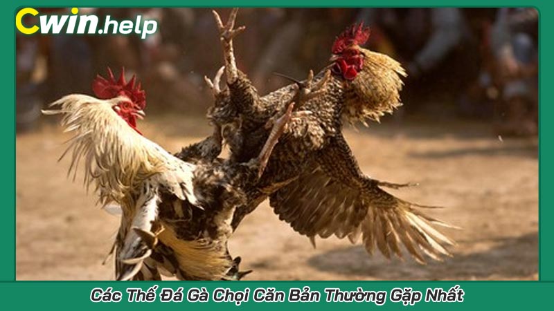Các Thế Đá Gà Chọi Căn Bản Thường Gặp Nhất
