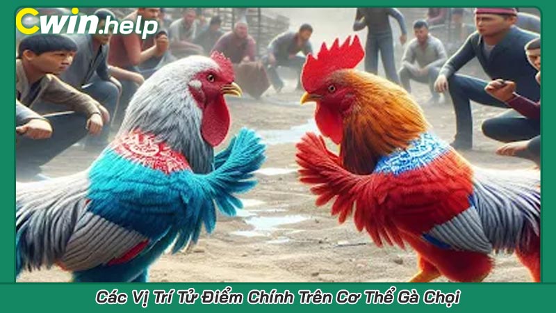Các Vị Trí Tử Điểm Chính Trên Cơ Thể Gà Chọi
