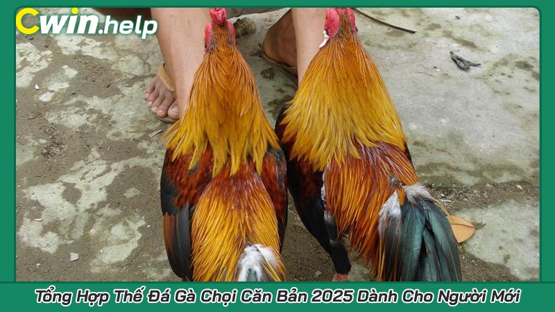 Tổng Hợp Thế Đá Gà Chọi Căn Bản 2025 Dành Cho Người Mới