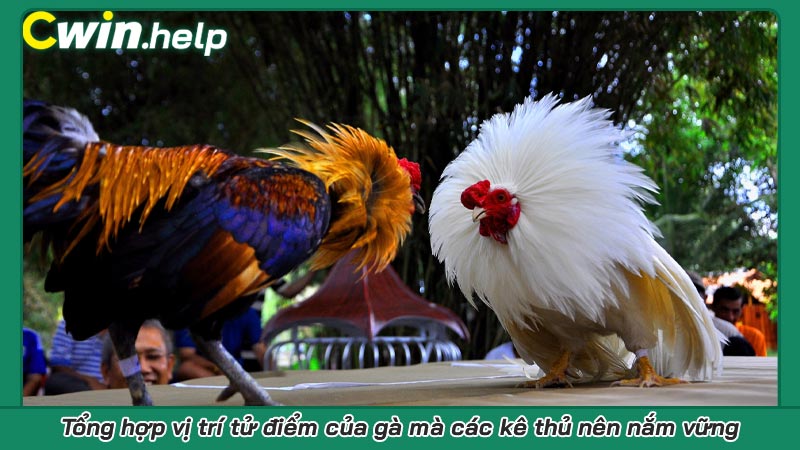 Tổng hợp vị trí tử điểm của gà mà các kê thủ nên nắm vững