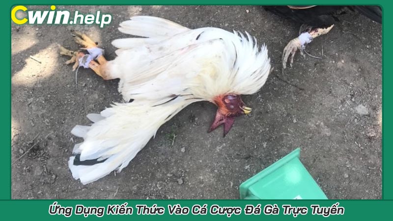 Ứng Dụng Kiến Thức Vào Cá Cược Đá Gà Trực Tuyến