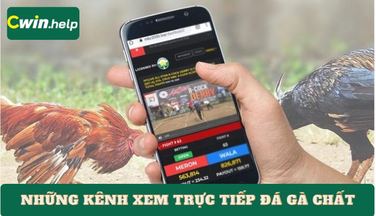 Những kênh xem trực tiếp đá gà chất như nước cất 